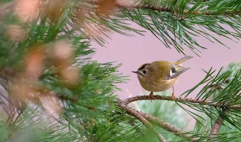 网络配图 网络配图